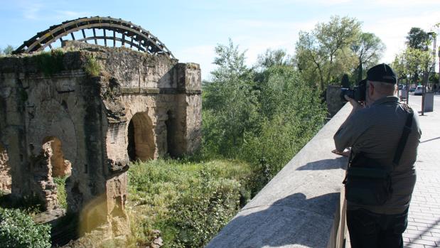 Las malas hierbas que afean a los monumentos de Córdoba