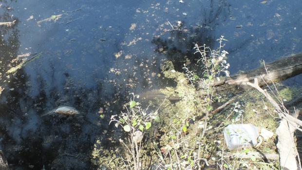 La zona cero del vertido: 12 horas sin oxígeno y miles de peces muertos en el río Guadalquivir