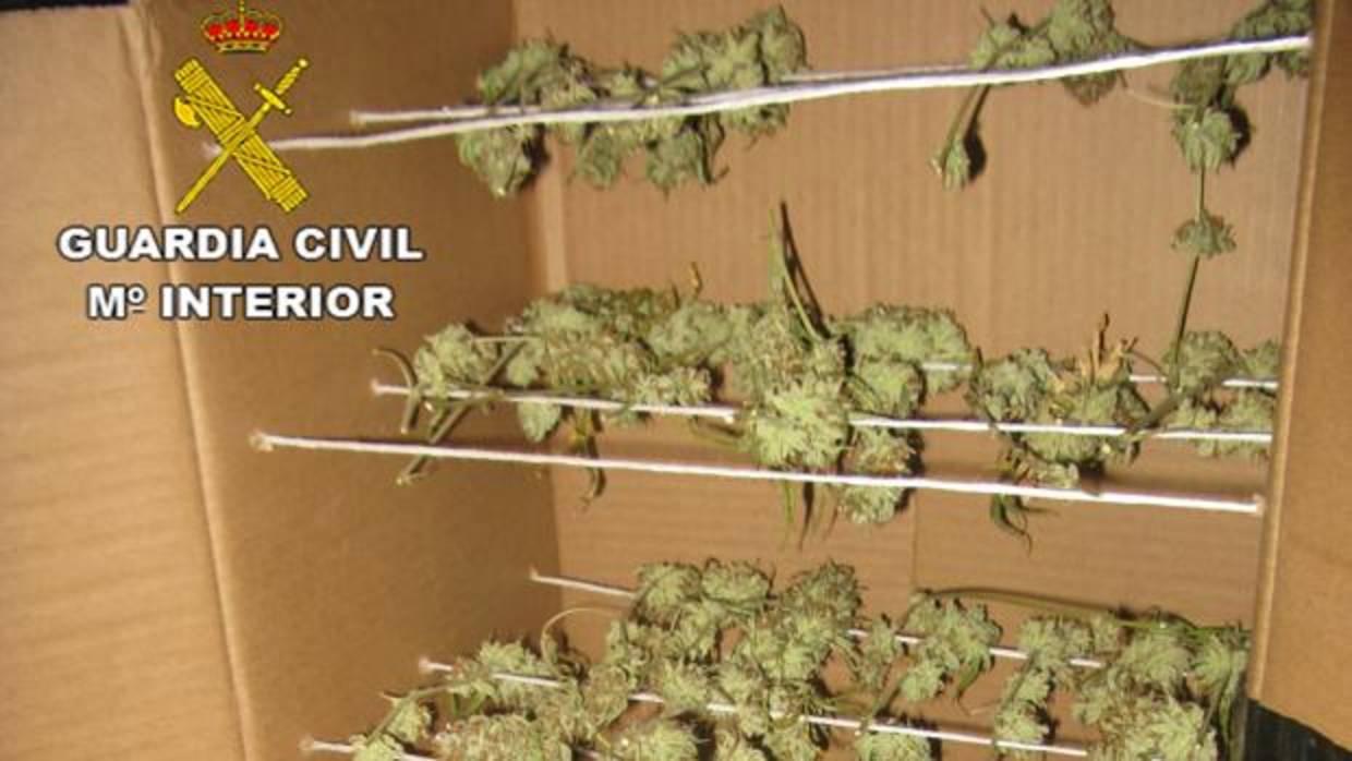 Parte de la marihuana decomisada en la operación