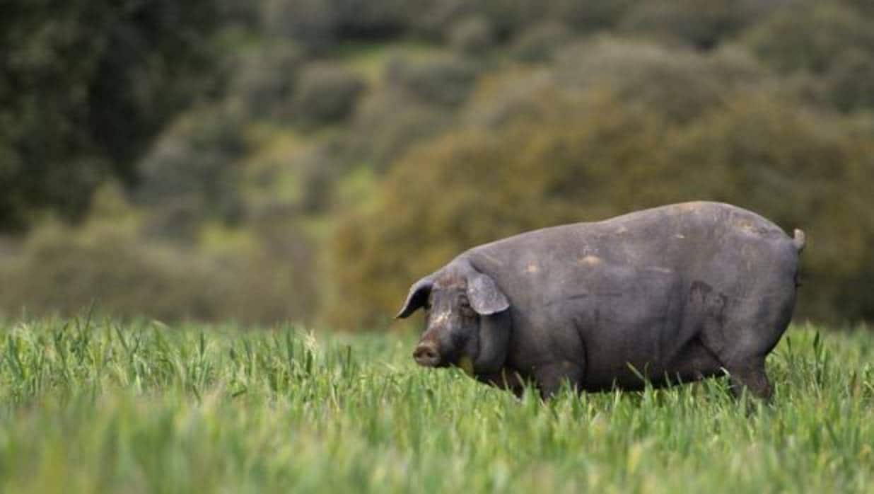 El cerdo ibérico es el producto típico de la dehesa andaluza