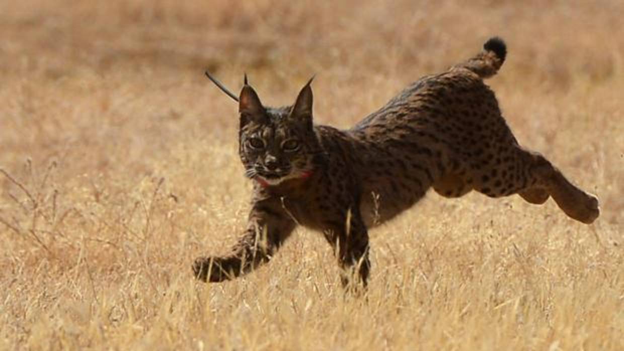 Un lince ibérico en un paraje andaluz