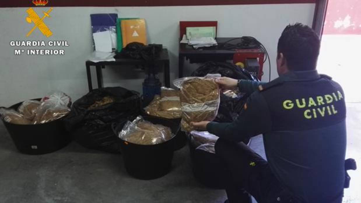 Picadura de tabaco intervenido