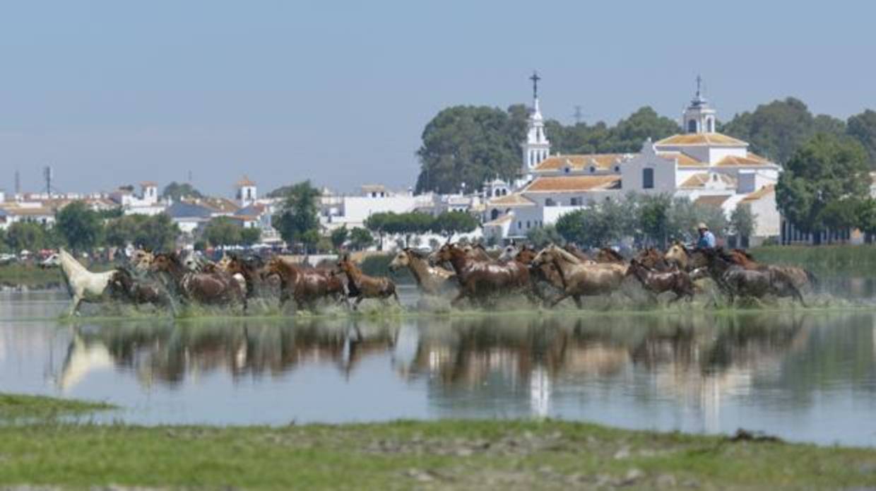 Yeguas y potros cabalgan por la marisma junto al Santuario de la Virgen del Rocío