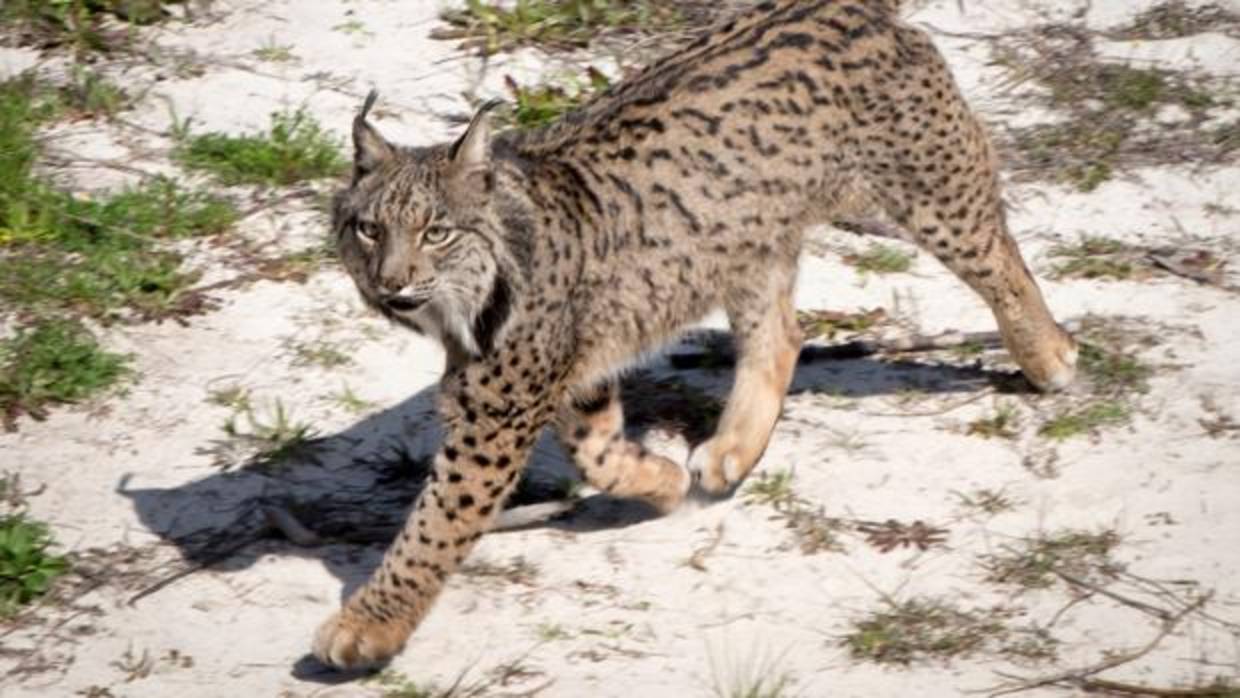 Eucalipto, uno de los linces que reside en el nuevo observatorio en Doñana