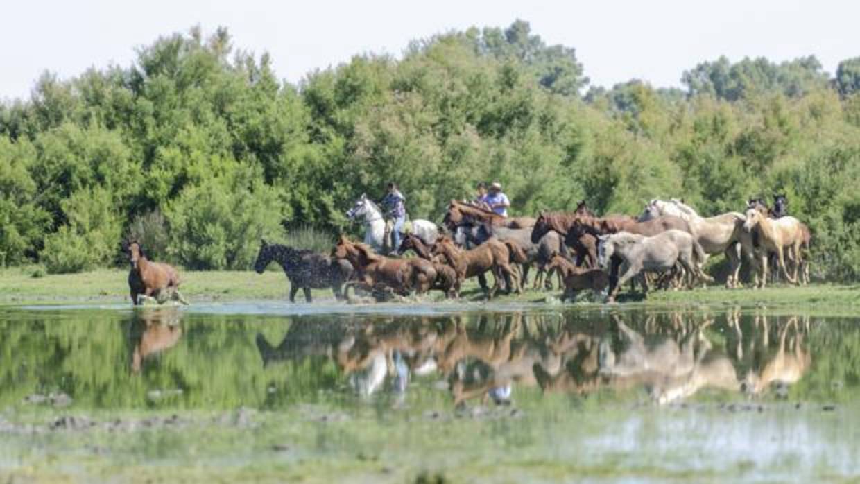Varios ganaderos reúnen a sus yeguas para emprender el camino hacia Almonte