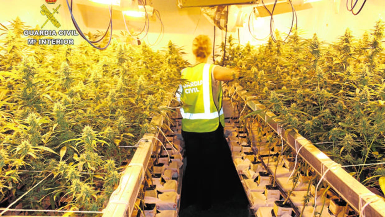 Plantación de marihuana intervenida en Córdoba