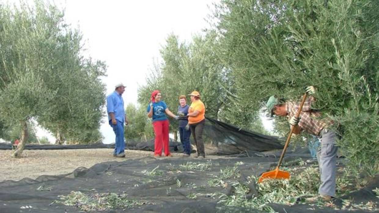 Rescogida de la aceituna en un olivar de Córdoba