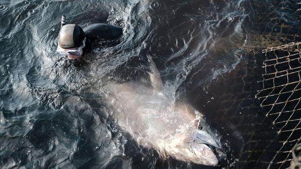 La «levantá»: los secretos de la pesca milenaria y artesanal del atún rojo  de almadraba
