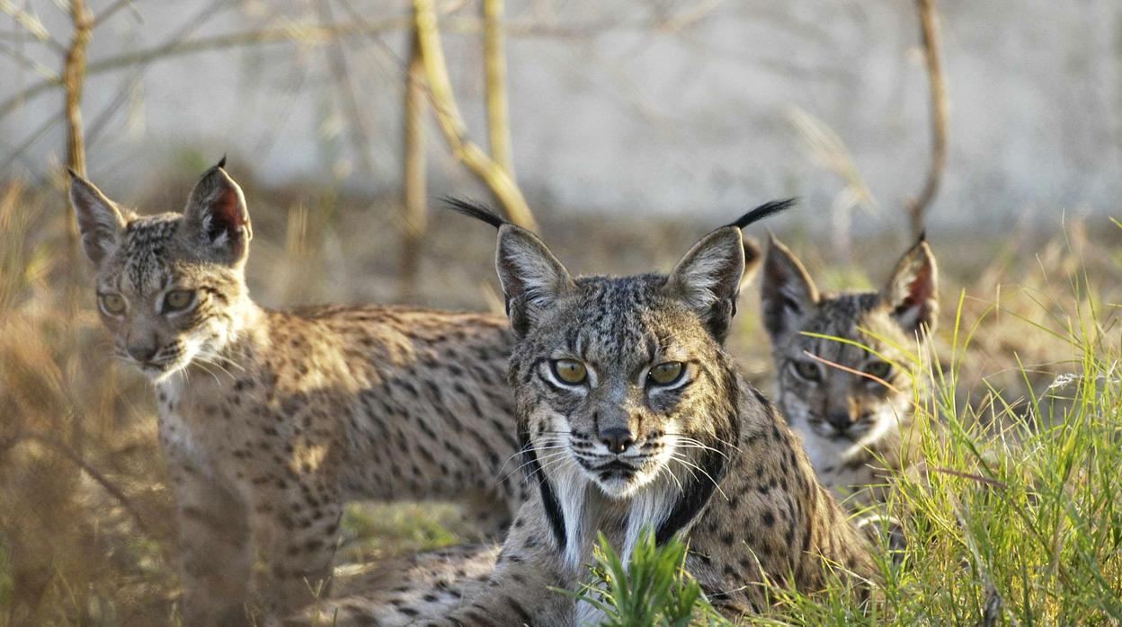 A Litio, nacido en Huelva, se le perdió la pista hace dos años cuando su collar GPS dejó de emitir señal