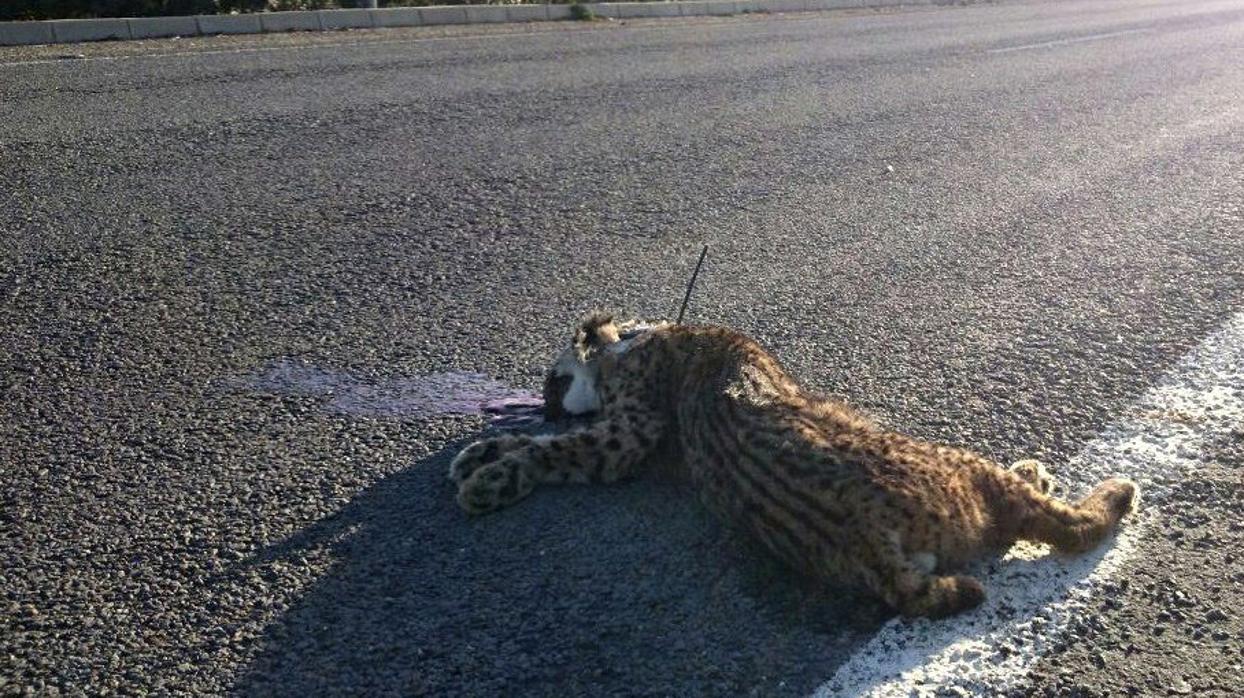Imagen de archivo de un lince atropellado en una carretera del entorno de Doñana