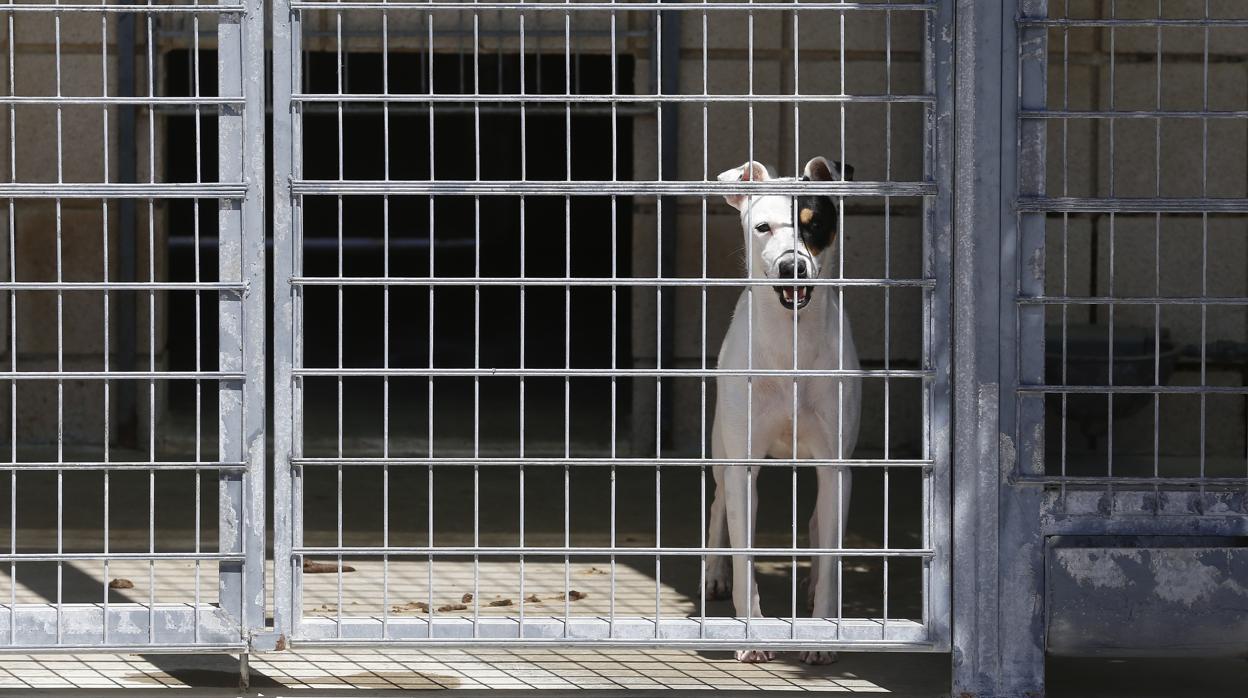 Imagen de archivo de un centro de control animal en Córdoba