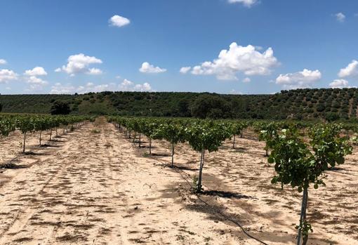 Los pistachos tardan cinco años en dar su primera cosecha