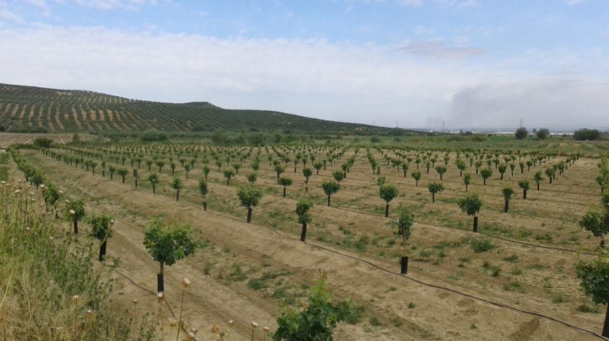Campo de pistachos con olivares de fondo