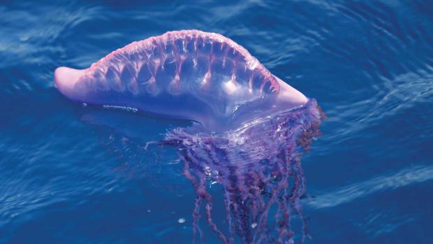 Alerta en Isla Canela por la presencia de la medusa carabela portuguesa