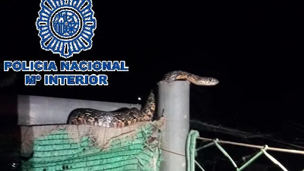 Atrapan una serpiente de un metro en el patio de una vivienda de Málaga