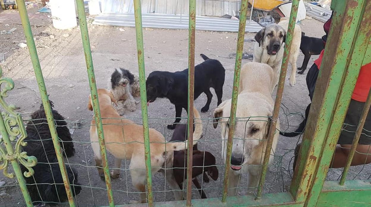 Los perros encontrados en la parcela por la policía local