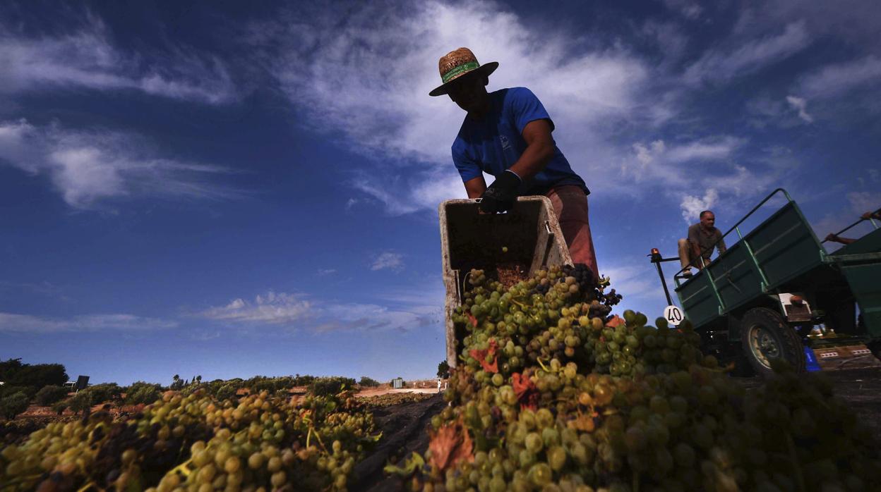 Un trabajador del campo en la vendimia cordobesa