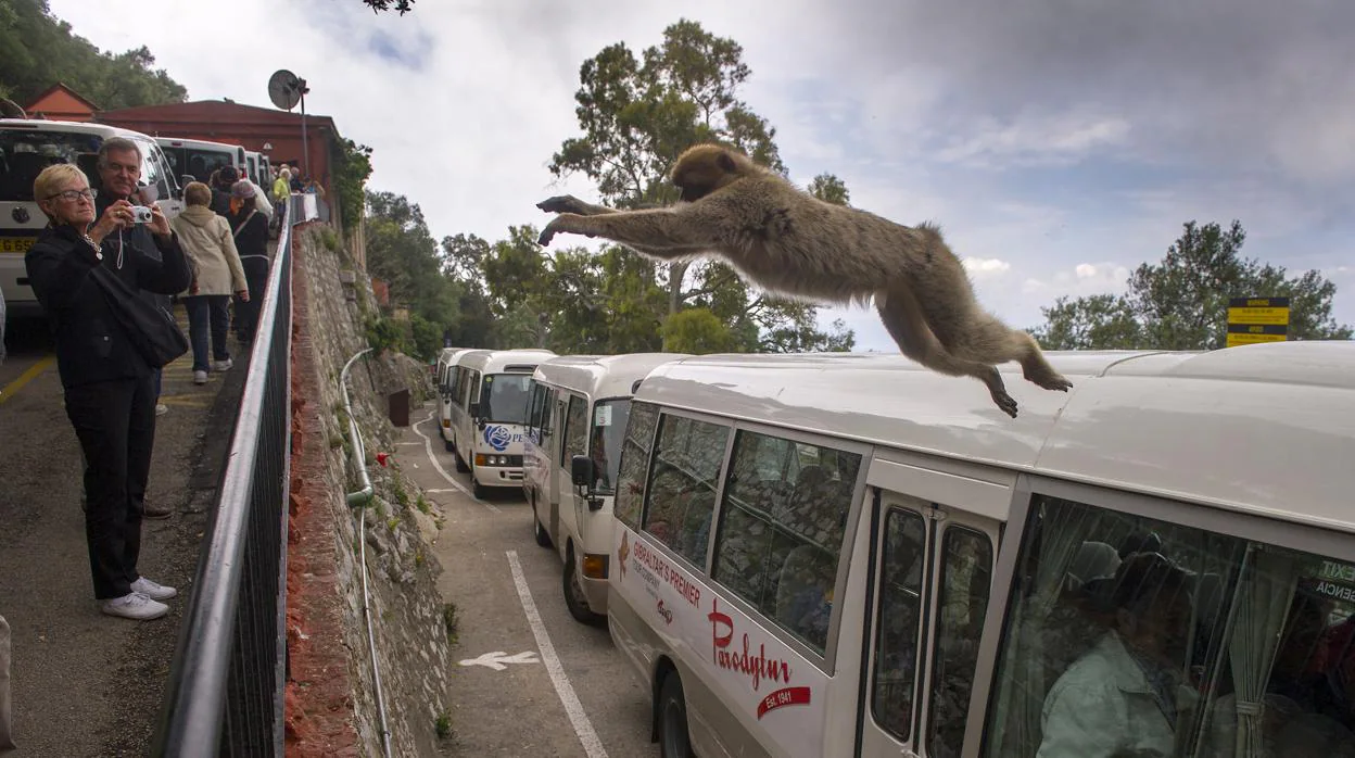 Una turista inmortaliza con su cámara el salto de un mono desde un autobús en el Peñón de Gibraltar.