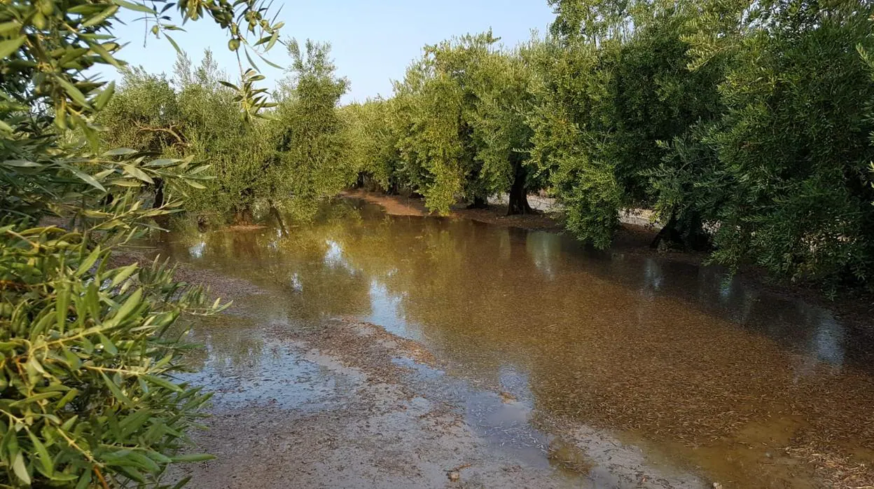 Estado de los olivos tras las fuertes lluvias
