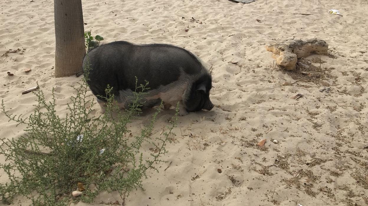 Imagen del cerdovietnamita encontrado por la Policía en una playa de Algeciras.