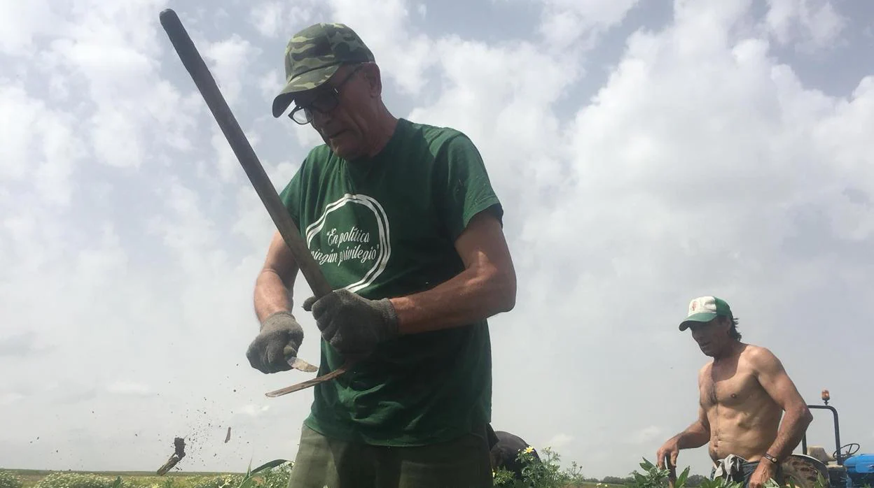 Diego Cañamero presume de un máster «en coger remolacha»