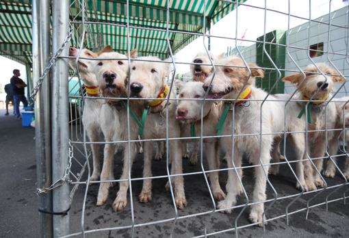 Todo lo que necesitas saber sobre la Feria Intercaza de Córdoba 2018