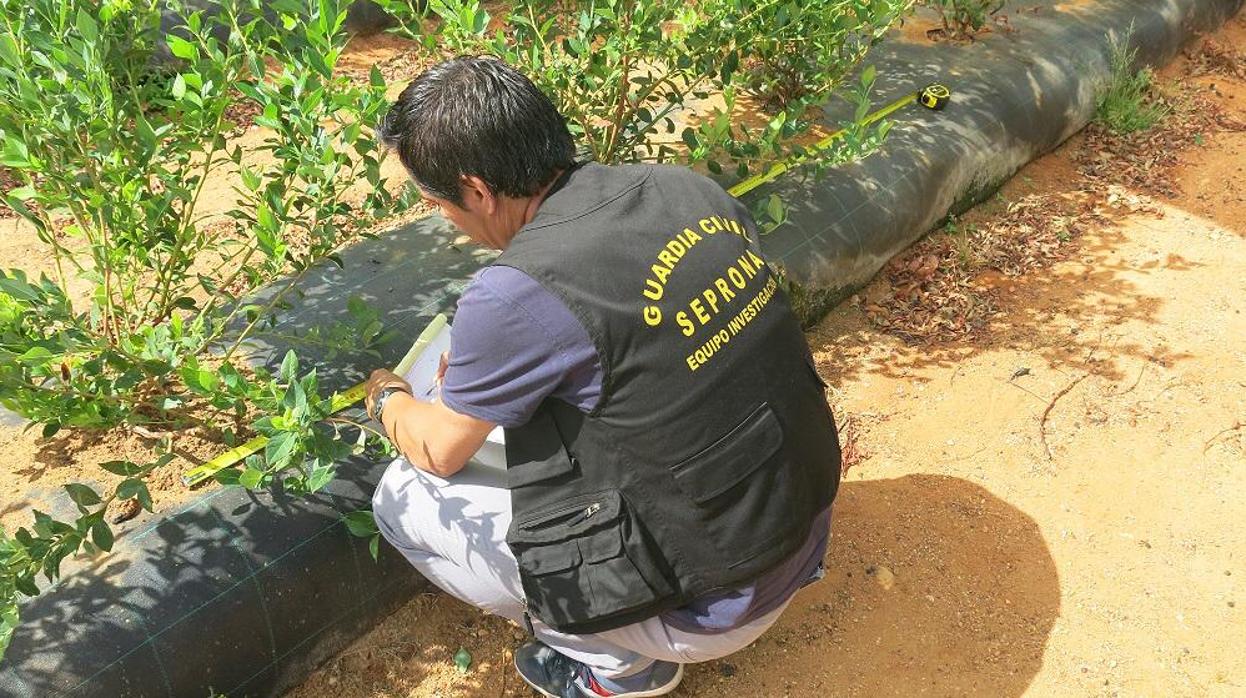 Un agente del Seprona recoge muestras de una explotación agrícola