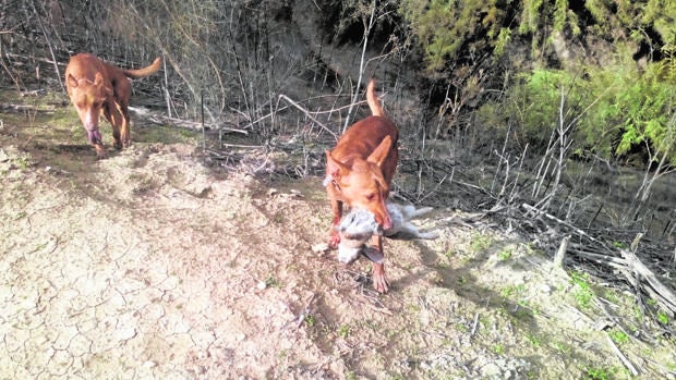 El reglamento de la caza se aplica en Córdoba sin problemas pero su desarrollo se demora por falta de personal en la Junta
