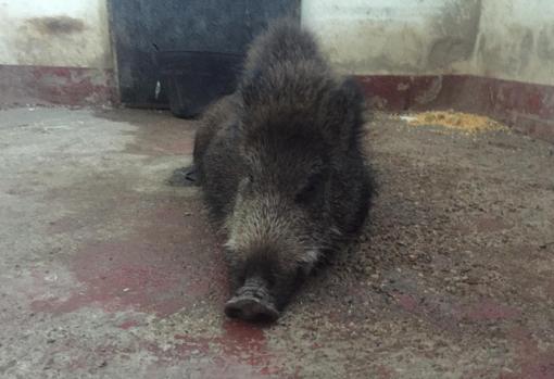 El jabalí que fue atrapado en la calle, ayer ya en el Zoo