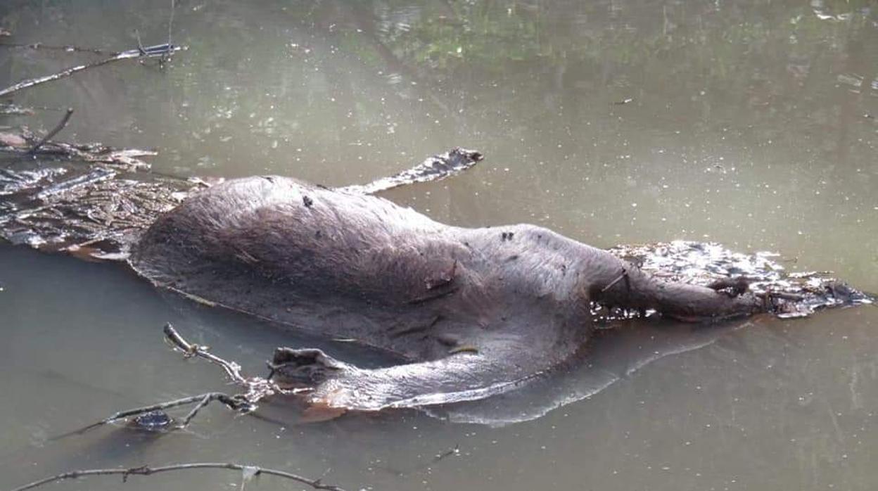 Imagen del ciervo tomada este fin de semana por estos senderistas en un arroyo