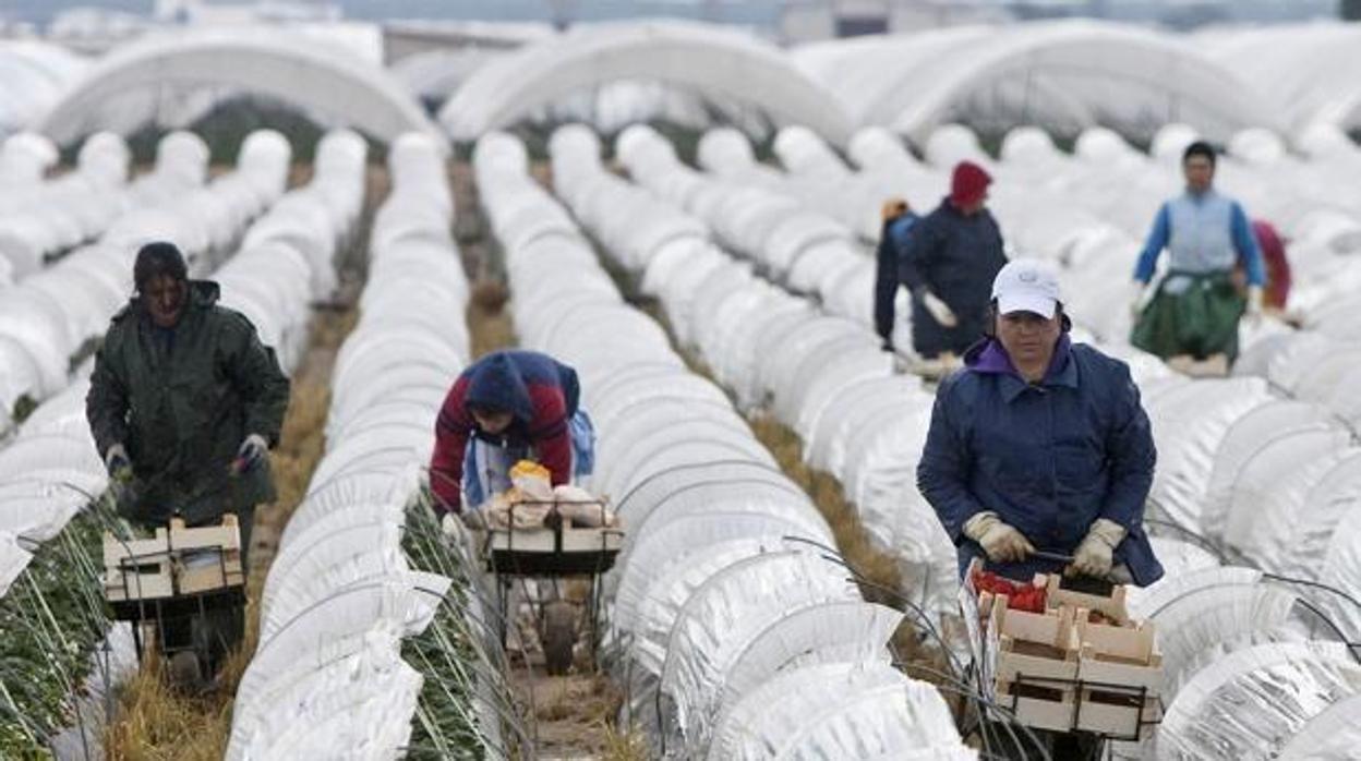 Trabajadores recogiendo fresas en Huelva