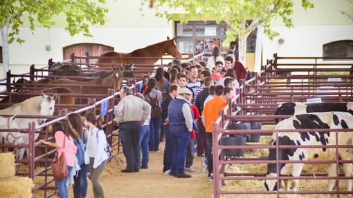 Una edición anterior de la Feria Agroganadera de Pozoblanco