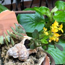 Patios de Córdoba 2019 | Los propietarios, el valor intangible de las manos que cuidan