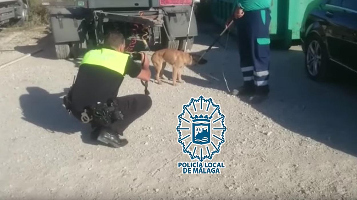 Captura de los canes en el polígono de Málaga