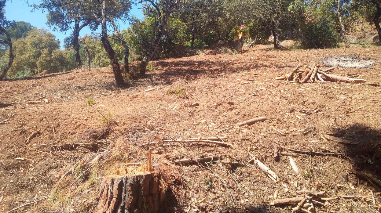 Desbroce y tala de encinas en El Salado, en una imagen facilitada por Ecologistas en Acción
