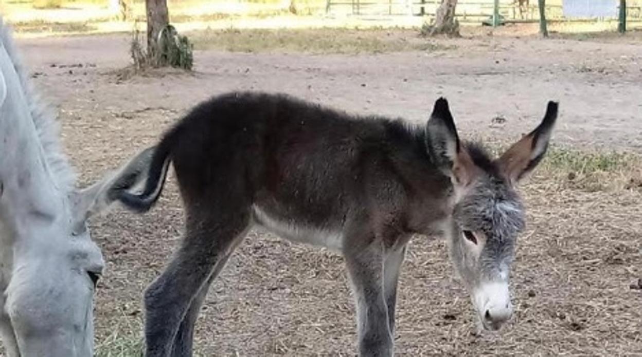 Uno de los cachorros de burro que han sido robados
