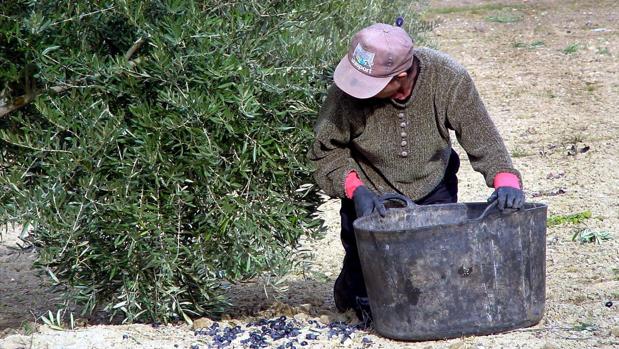 Acuerdo entre Asaja y los sindicatos para subir los salarios del campo en Córdoba