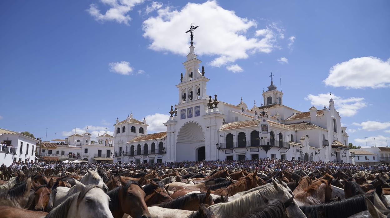 Tropa de yeguas del Espacio Natural de Doñana frente al Santuario del Rocío