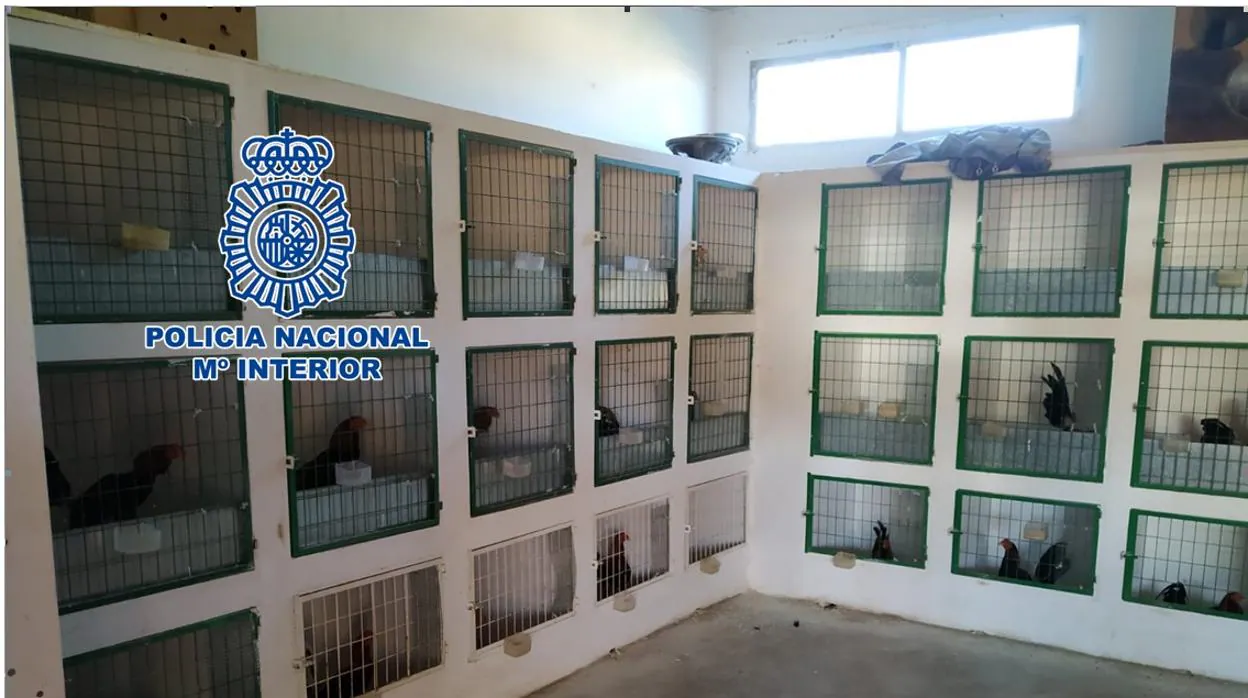 Jaulas para gallos del clan desarticulado por la Policía