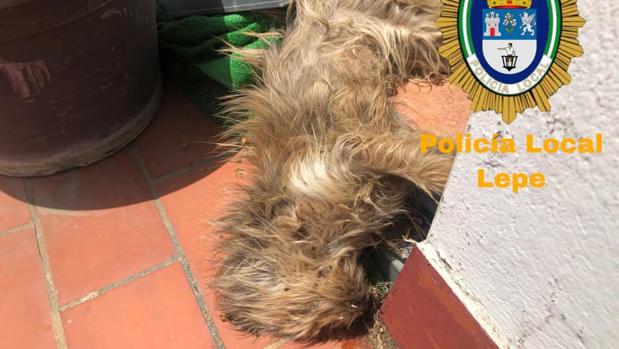 Muere un perro abandonado varios días sin agua en una azotea en Lepe en plena ola de calor