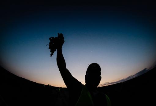 La uva palomino ofrece un alto grado de acidez ante la falta de lluvia