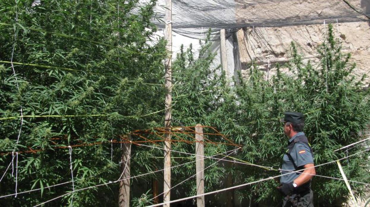 Un agente de la Guardia Civil en una plantación de marihuana en Córdoba