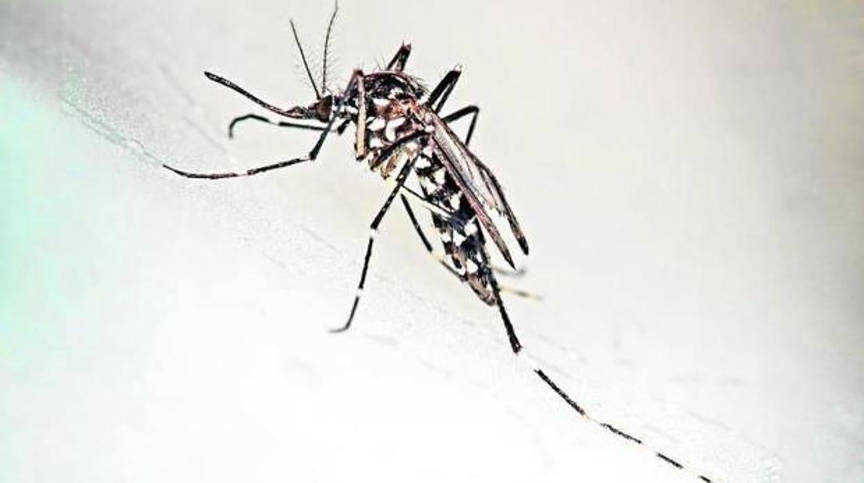 Así chupa la sangre un mosquito