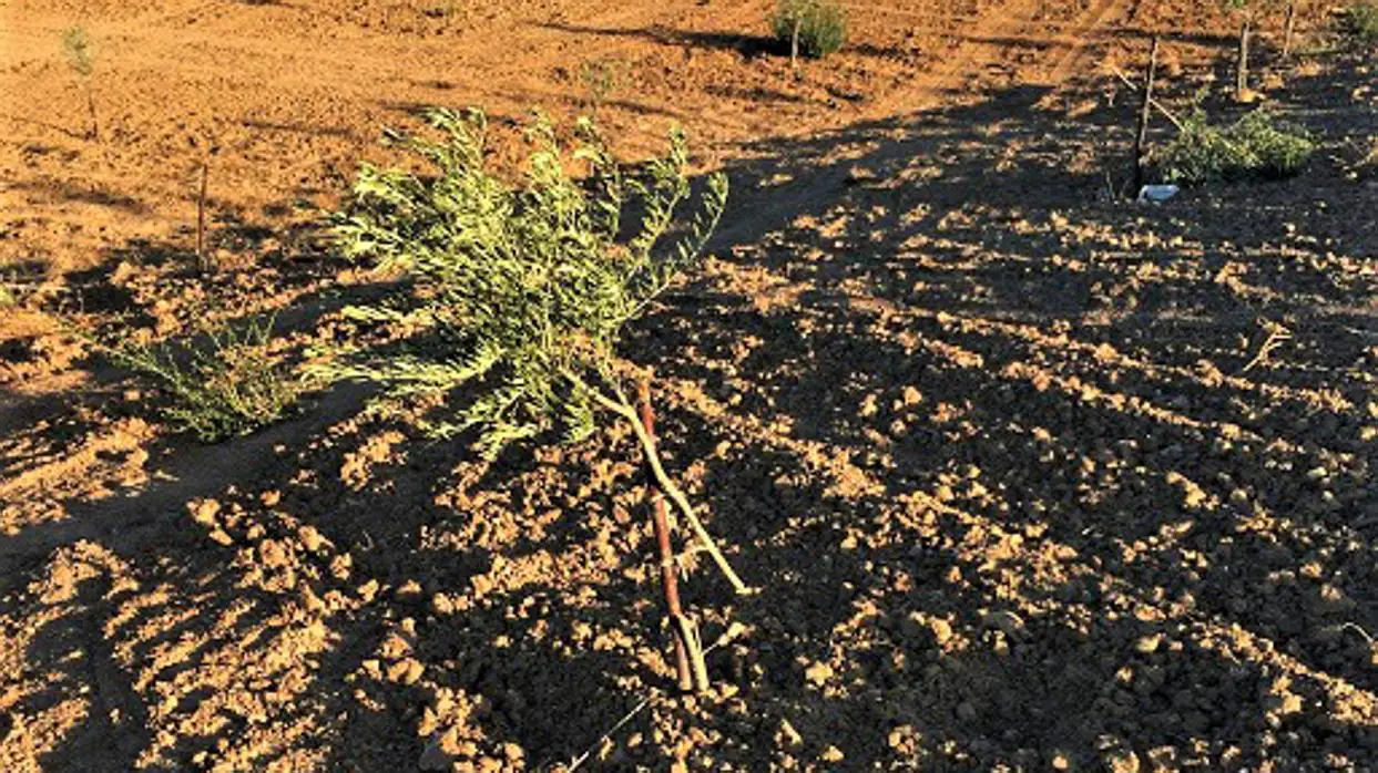 Una de las fincas que ha sufrido la tala de olivos recién plantados