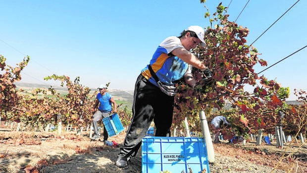 Agricultura: buena cosecha en Córdoba, con temor a las malas hierbas