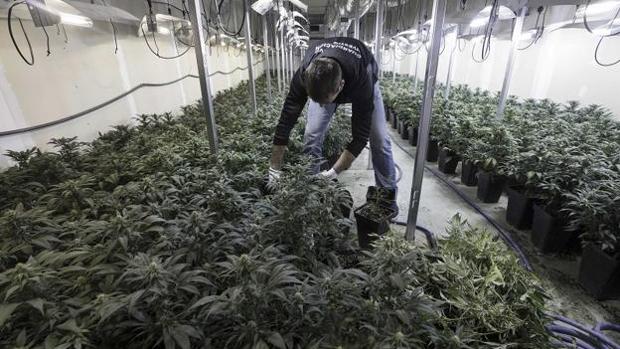 La Guardia Civil interviene en Granada más de 1.000 plantas de marihuana y una escopeta robada