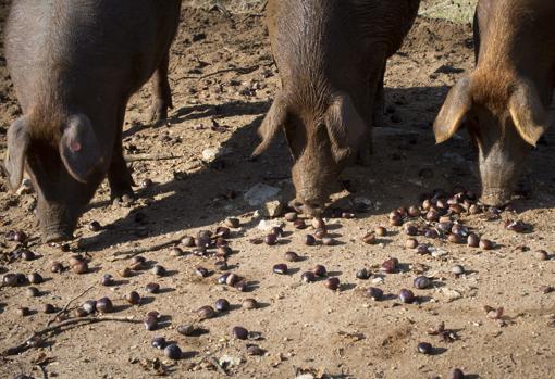 Ejemplares del rubio dorado en la Finca la Algaba de Ronda