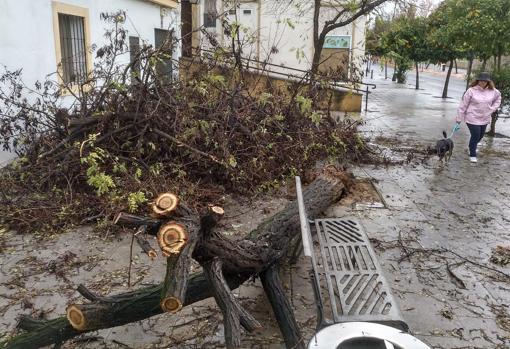 Córdoba, segunda provincia andaluza más afectada por la lluvia y el viento, con centenares de incidencias
