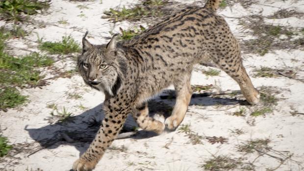 Al menos 23 linces han muerto atropellados durante 2019 en Andalucía