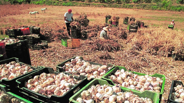La siembra del ajo en Córdoba acaba con una superficie de 2.000 hectáreas